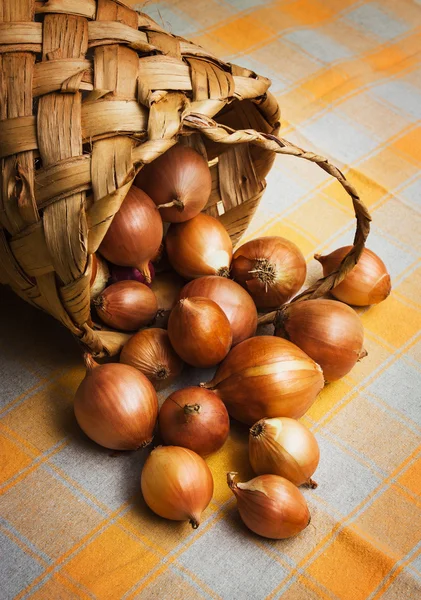 Sepet içinde altın soğan ampuller — Stok fotoğraf