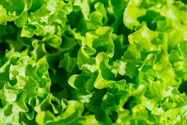 Fresh Lettuce salad — Stock Photo, Image