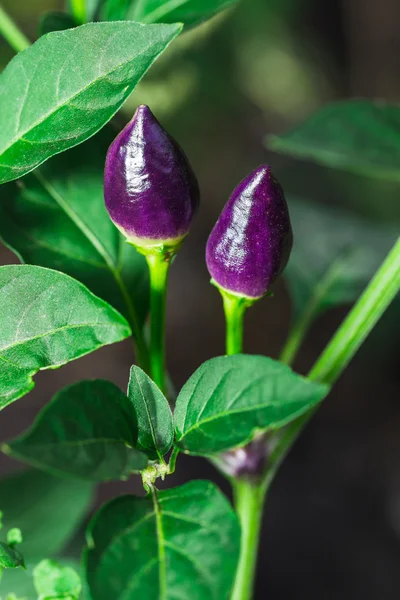 Fresh Violet Chili Peppers Green Leaves — Stock Photo, Image
