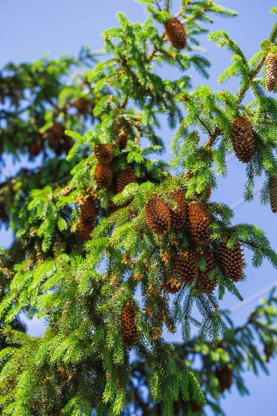 Ramas con conos de pino — Foto de Stock