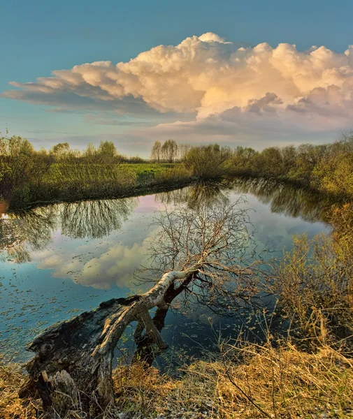 Vecchio albero nel lago — Foto Stock