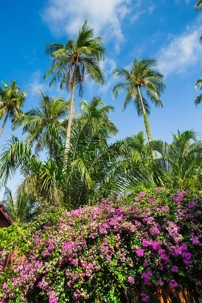 Hermosa playa tropical — Foto de Stock