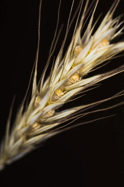 Stilleven met een gouden spica — Stockfoto