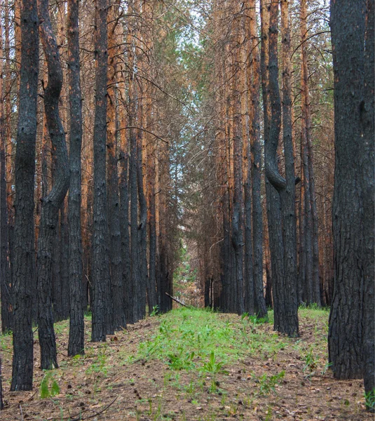 Tallskogen efter brand — Stockfoto