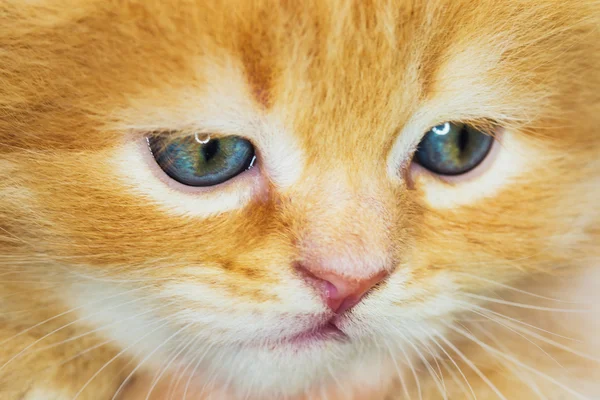 Güzel küçük Farsça yavru kedi