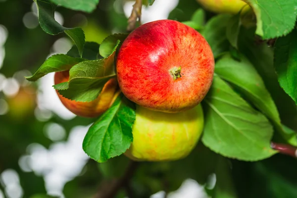 Bahçedeki ağaç üzerinde kırmızı elmalar