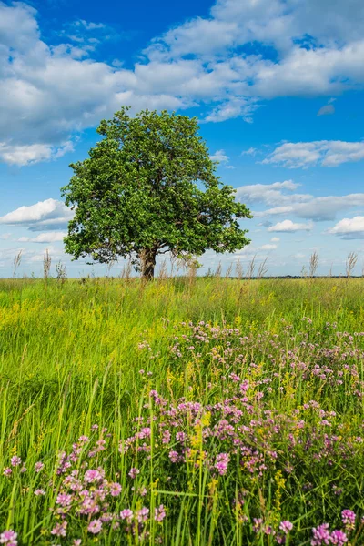 Arbres au milieu du champ vert — Photo