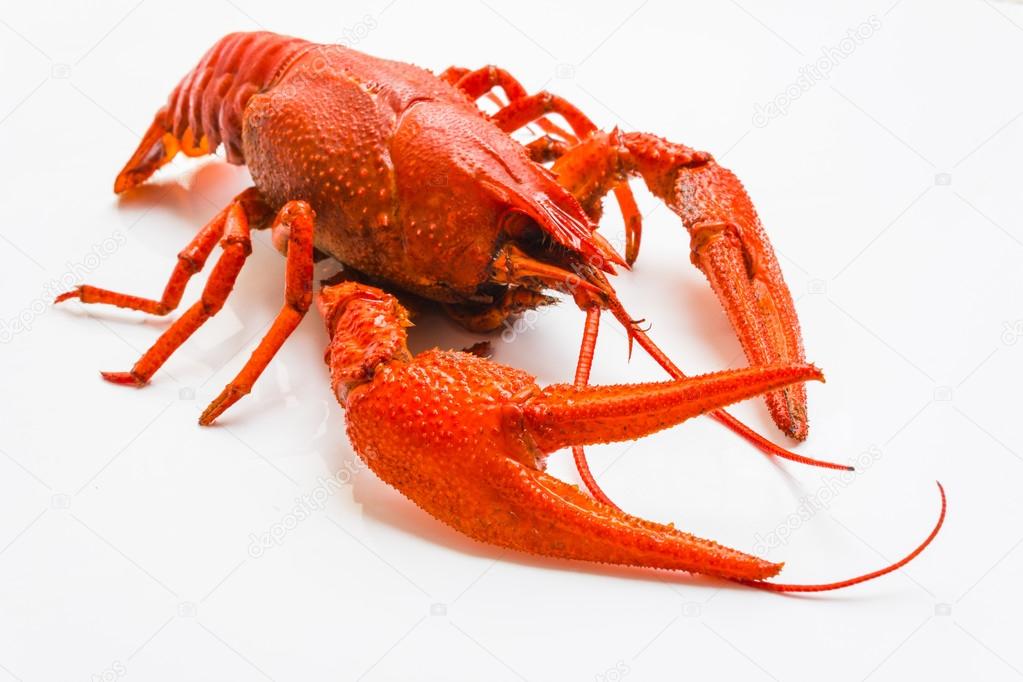 the red lobster on white