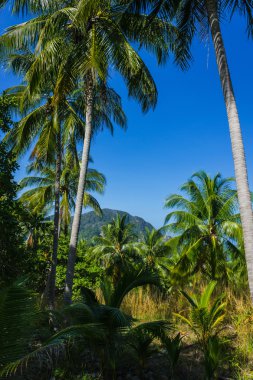 Tayland güneşli bir Hindistan cevizi ağaçlarının Grove