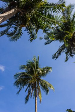 Hindistan cevizi ağaçlarının Grove