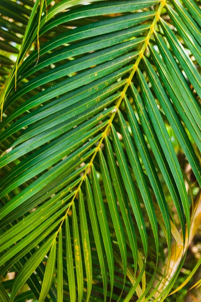 Dunge av kokosnöt träd en solig dag — Stockfoto
