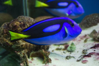 Vietnam Müzesi bir akvaryum balık