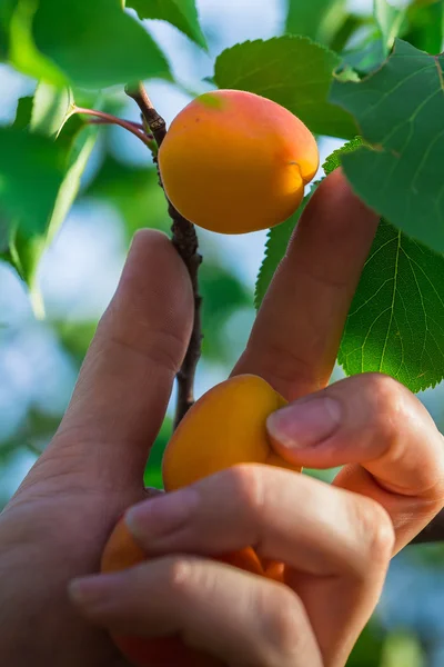 Ripe apricots during the harvest — Stock Photo, Image