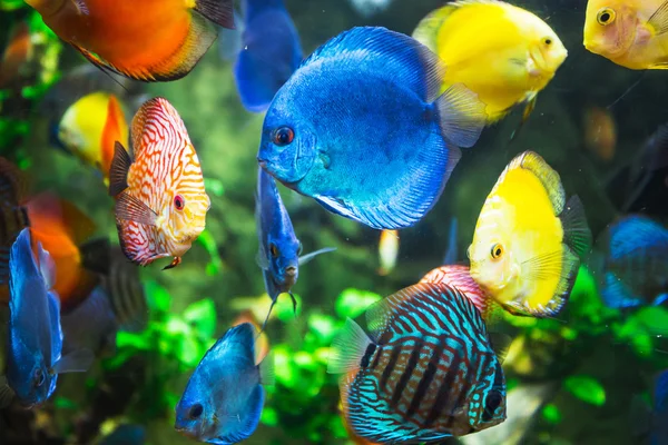 Symphysodon discus en un acuario — Foto de Stock