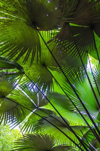 Bakgrund av palmblad i djungeln — Stockfoto