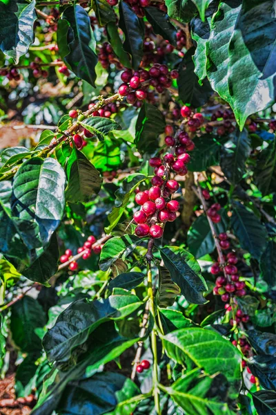 Koffiebonen rijpen op boom — Stockfoto