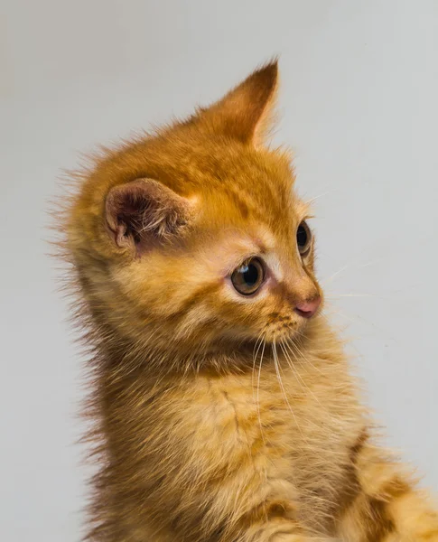 Kleine rote Katze — Stockfoto