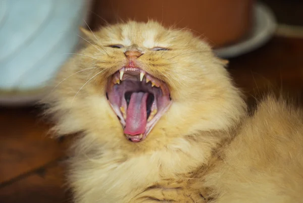 Kırmızı kedi yawns — Stok fotoğraf