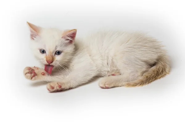 White cat sitting — Stock Photo, Image