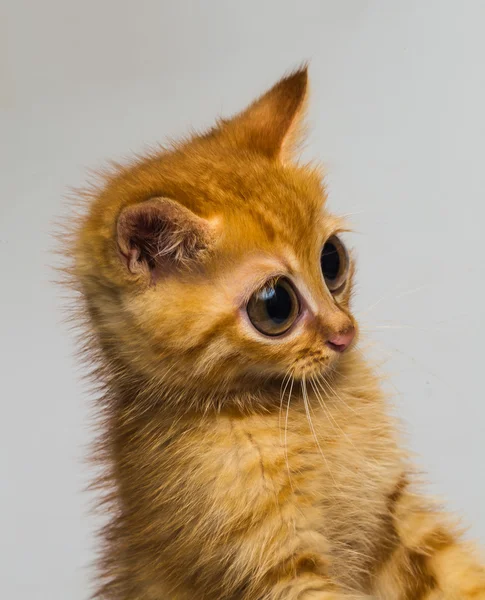 Pequeño gato rojo — Foto de Stock