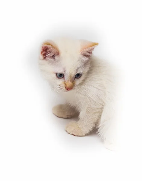 White cat sitting — Stock Photo, Image