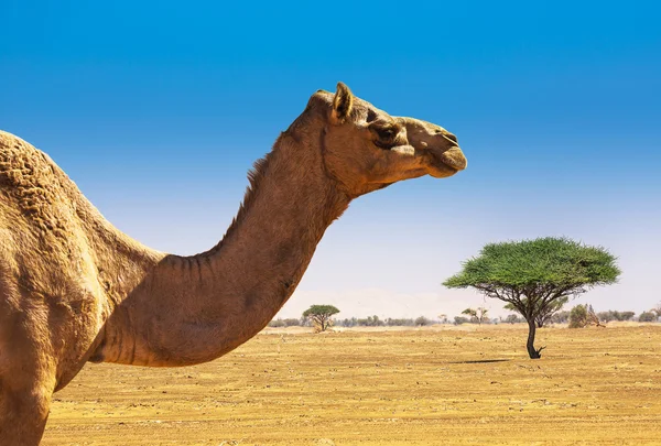 Woestijn landschap met kameel — Stockfoto