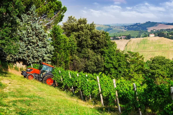 Tractor between rows of vines — Stockfoto