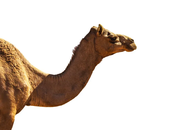 Paesaggio desertico con cammello — Foto Stock