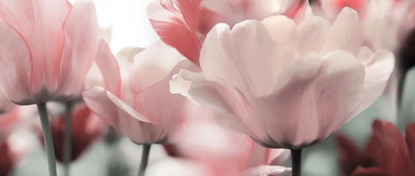 Světle růžově načervenané jarní tulipány — Stock fotografie