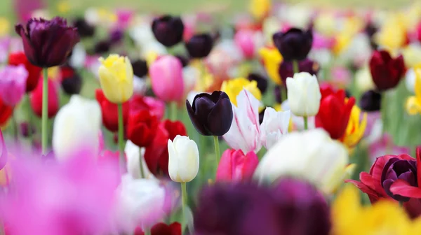 Field of tulips in spring — Stock Photo, Image