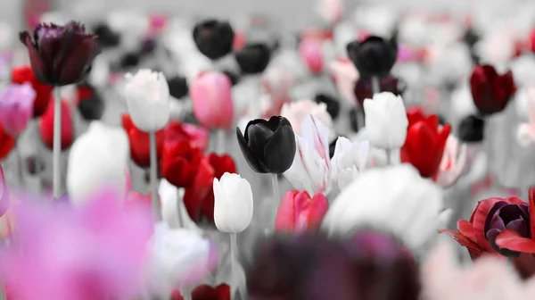 Концепция тонированных тюльпанов — стоковое фото