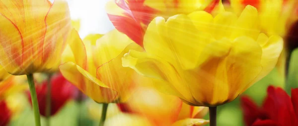 Tulipas em Sunny Spring Day, Highres — Fotografia de Stock