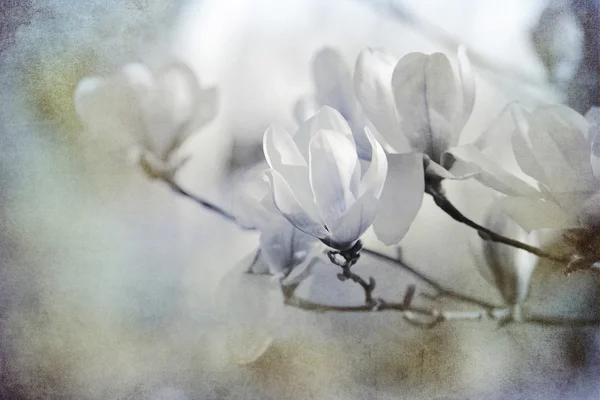 Vit magnolior texturerat på gamla papper — Stockfoto