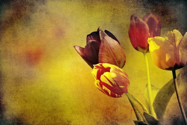 Тюльпаны на бумаге — стоковое фото