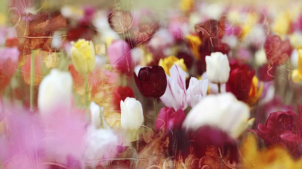 Tulpen op getextureerde oud papier — Stockfoto