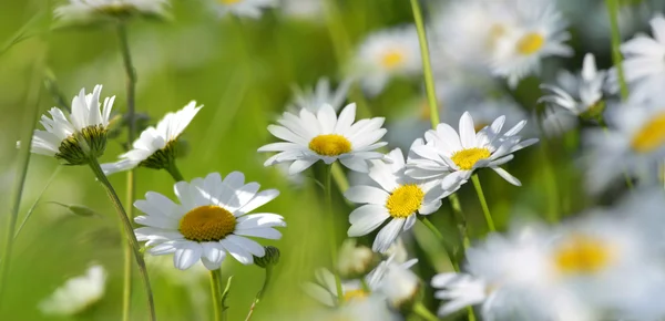 Marguerites på en sommaräng — Stockfoto