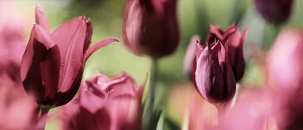 Concetto di tulipani colorati — Foto Stock