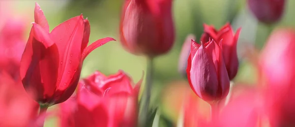 Panorama z červené tulipány — Stock fotografie