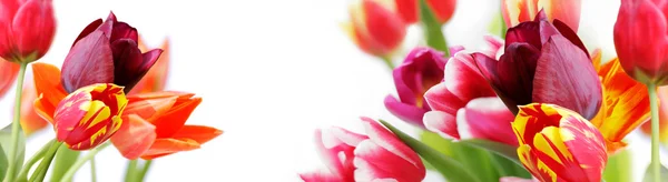 Kleurrijke tulpen op witte achtergrond — Stockfoto