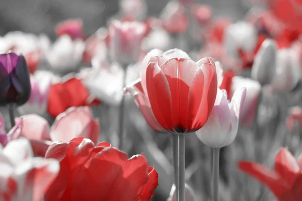 Tulips on toned gray background — Stock Photo, Image