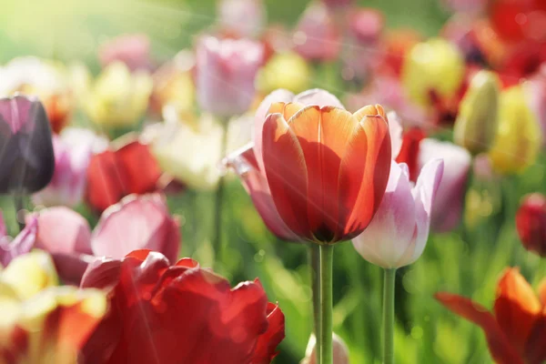 Tulipas multicoloridas ao sol da manhã — Fotografia de Stock