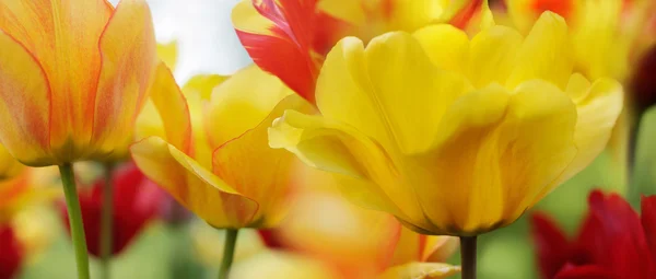 Tulpen in het voorjaar van — Stockfoto