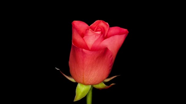 Timelapse d'une fleur de rose pourpre fleurissant et s'estompant sur fond noir — Video