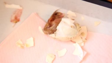 Yumurta doğmuş olmak yeni doğan karı sıkıştırma