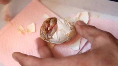 Yeni doğmuş bir civcivin fermuarlı yumurtası