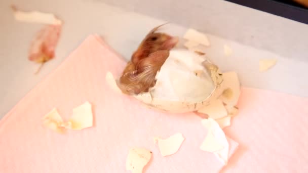 Zipping egg of a newborn chick being born — Stock Video