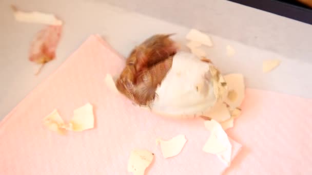 Zipping egg of a newborn chick being born — Stock Video