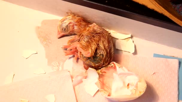 Зіппінг яйце новонародженої пташенята народжується — стокове відео