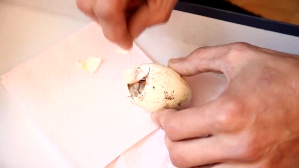 Zipping egg of a newborn chick being bo — Stock Video