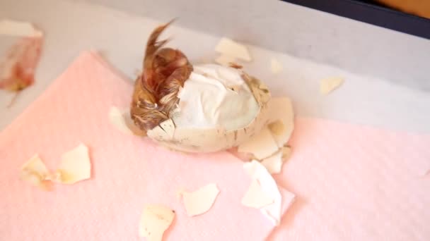 Zippping huevo de un recién nacido polluelo siendo bo — Vídeo de stock